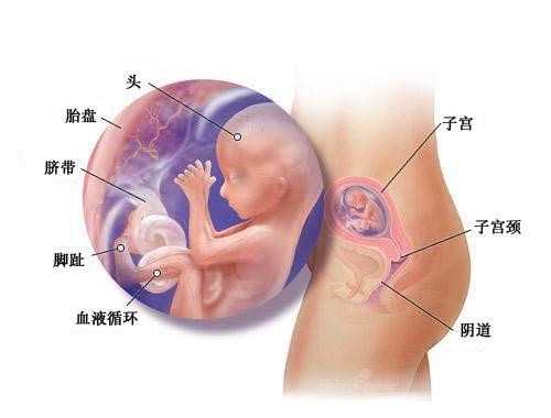 杭州代怀全包多少钱 1杭州医院三代试管婴儿费用3-8万 ‘四维彩超胎心率怎么看男女’